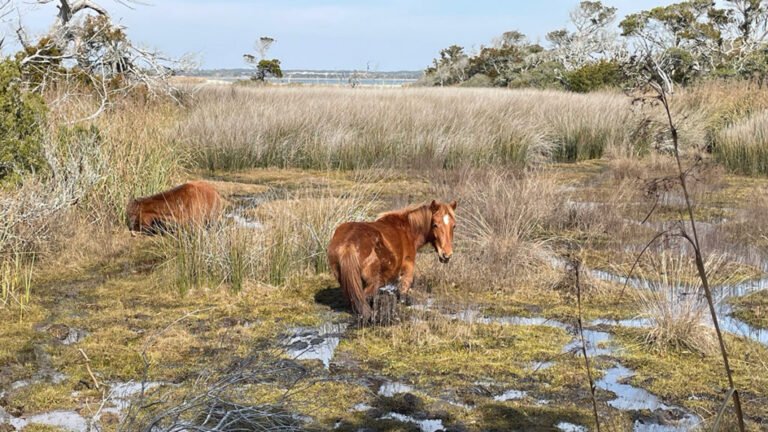 What Salty Water Means for Wild Horses