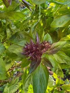 Jack Frost is Coming…It’s Time To Make Pesto!