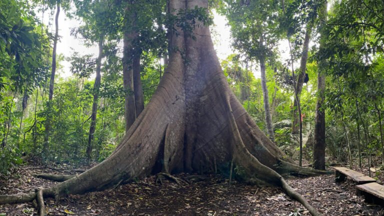 As CO2 Levels Rise, Old Amazon Trees Are Getting Bigger
