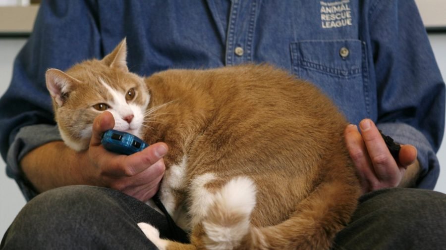 GLP-1 trial seeks to use meds to slim down cats
