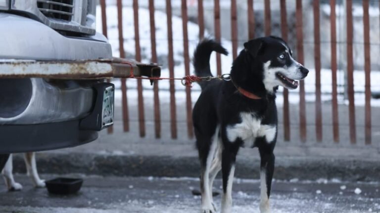 Dog food sold in 14 states recalled over possible plastic contamination