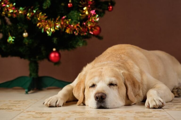 It’s Not Always the Most Wonderful Time of the Year (If You’re a Vet, Pet, or Pet Parent)