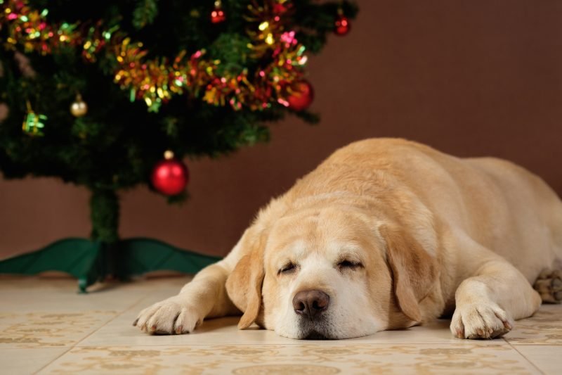 It’s Not Always the Most Wonderful Time of the Year (If You’re a Vet, Pet, or Pet Parent)