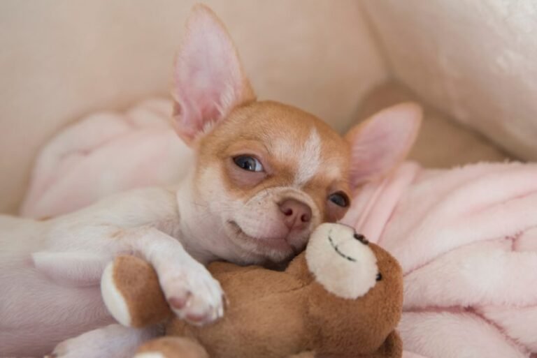 Tiny But Mighty: The Surprising History of Chihuahuas