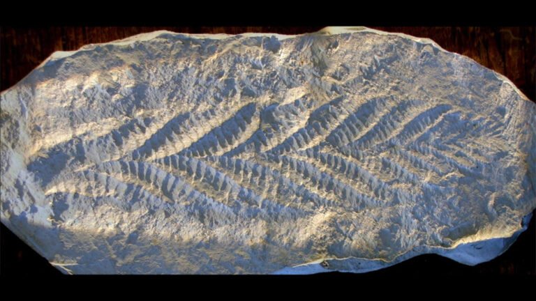 The Long and the Weak of It—The Ediacaran Magnetic Field