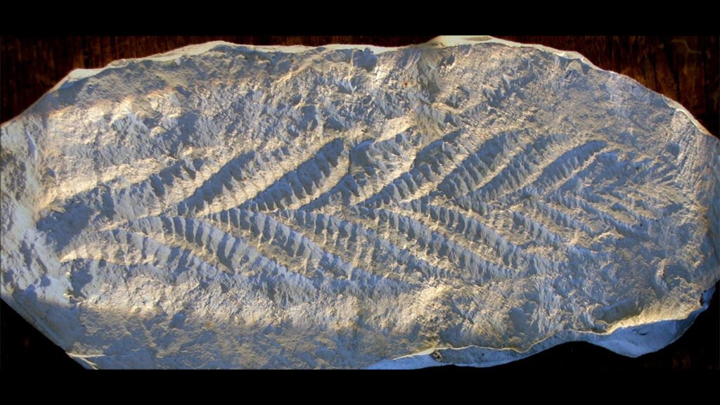 The Long and the Weak of It—The Ediacaran Magnetic Field