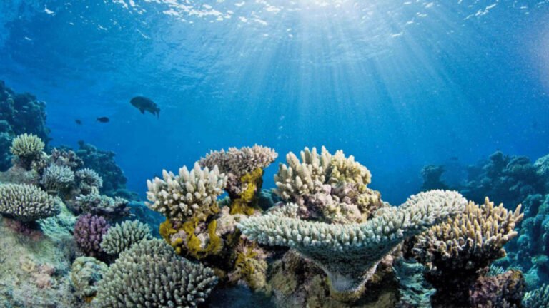 Could Solar Aerosol Injection Help Save Corals from Bleaching?
