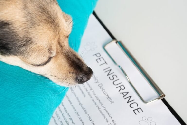 $1 Billion in Pet Insurance Claims – Can You Afford Not to Be Insured?