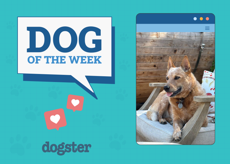 Dogster Photo Contest: Dogs of the Week Winners (December 11, 2025)