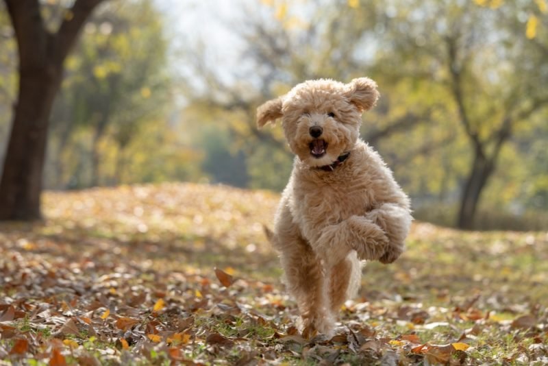 Why So Many Families Fall in Love with Mini Goldendoodle