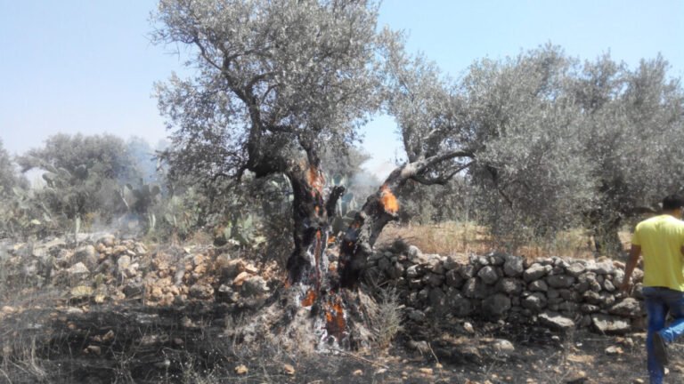 98% of Gaza’s Tree Cropland Destroyed by Israel