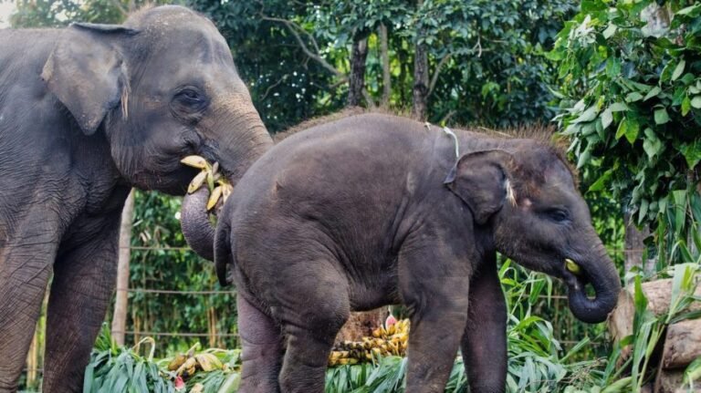 Indonesia ends elephant rides nationwide