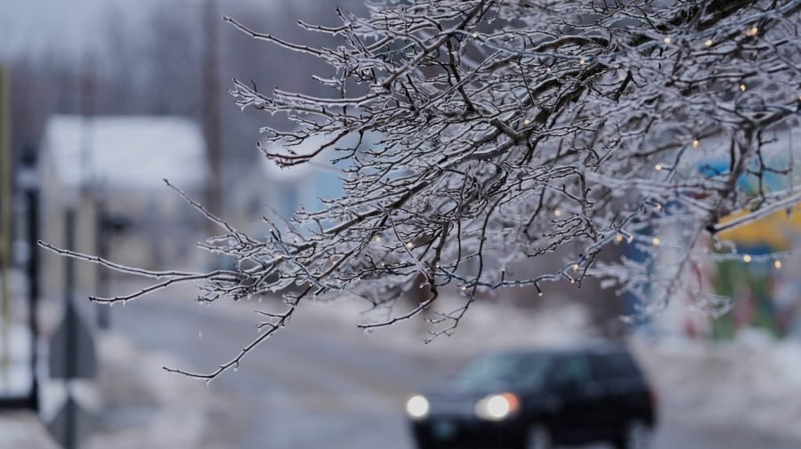 So cold that trees will explode? Not exactly, expert explains