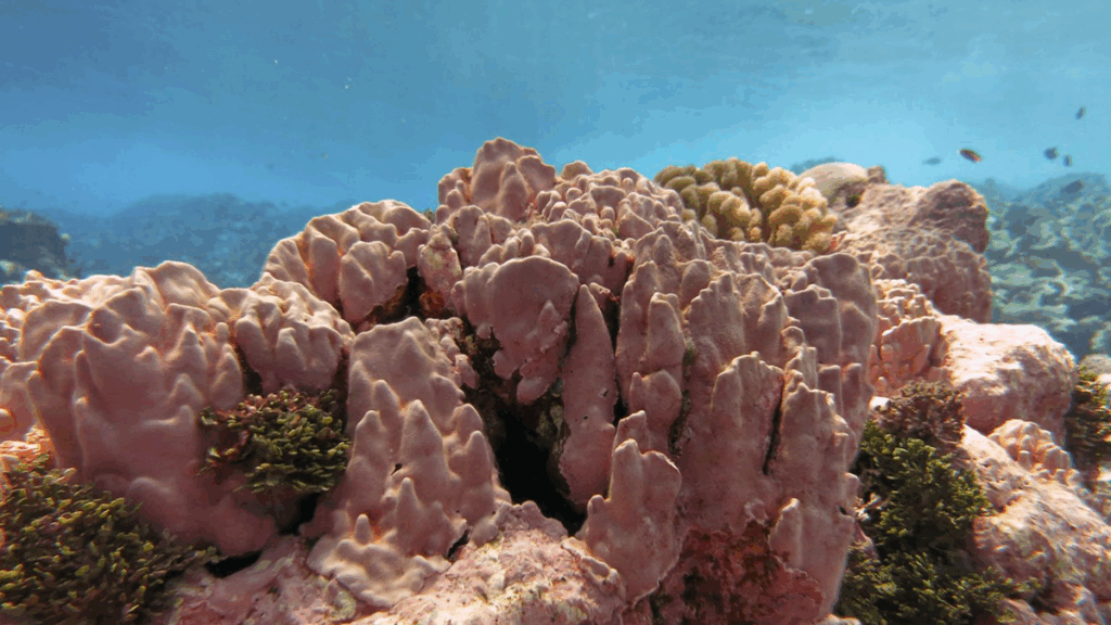 Coastal Coralline Algae Naturally Survive Persistent, Extreme Low pH