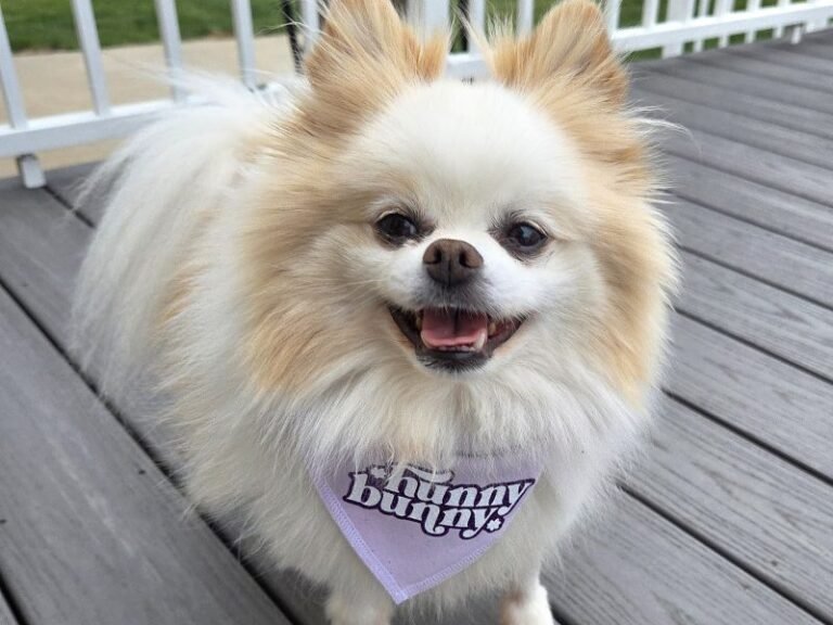 Hunny: The Rescue Dog Who Learned to Run Again