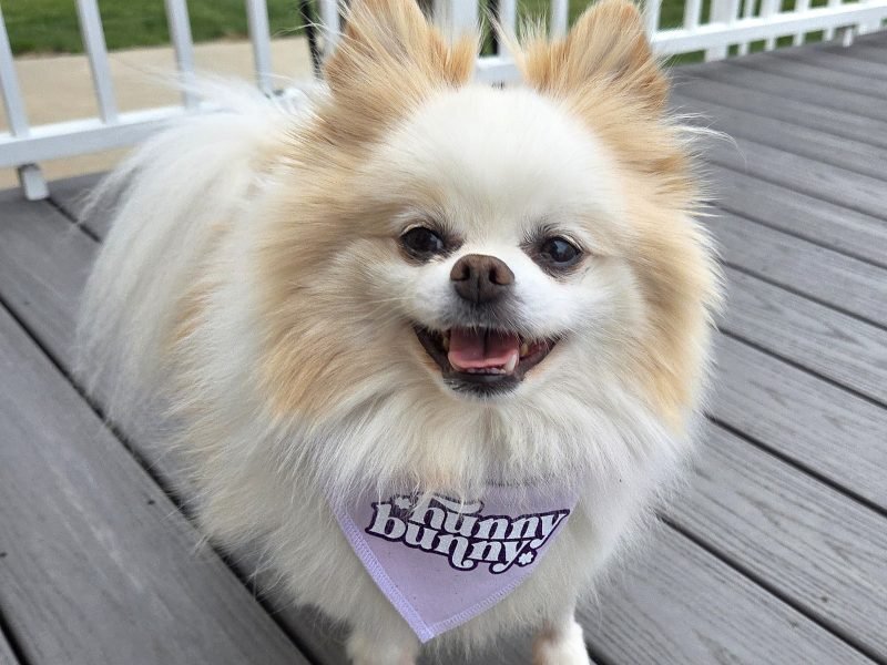 Hunny: The Rescue Dog Who Learned to Run Again