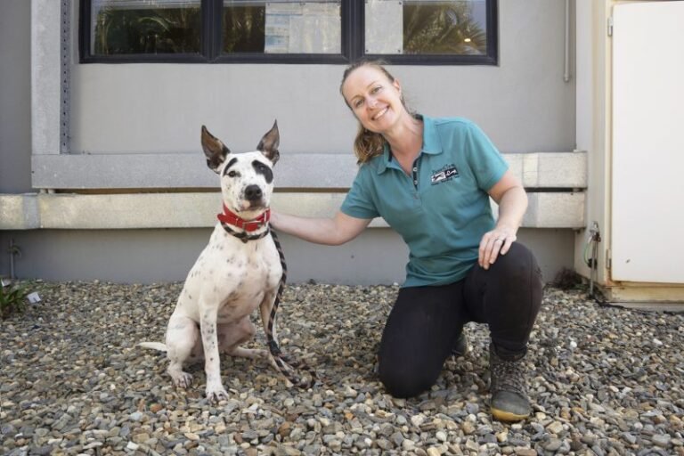 North Queensland Cats and Dogs Shelter Takes a Pragmatic Approach to Give Neglected Animals a Second Chance