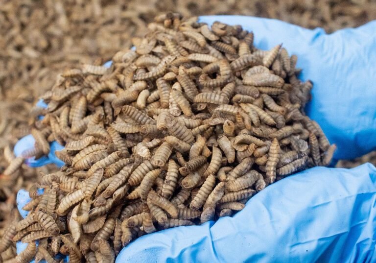 Oberland Agriscience scales up amid insect ag shakeout, appoints CEO: ‘We’re seeing very positive market pull’