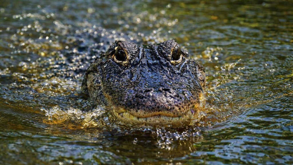 Alligators May Boost Carbon Storage in Coastal Wetlands