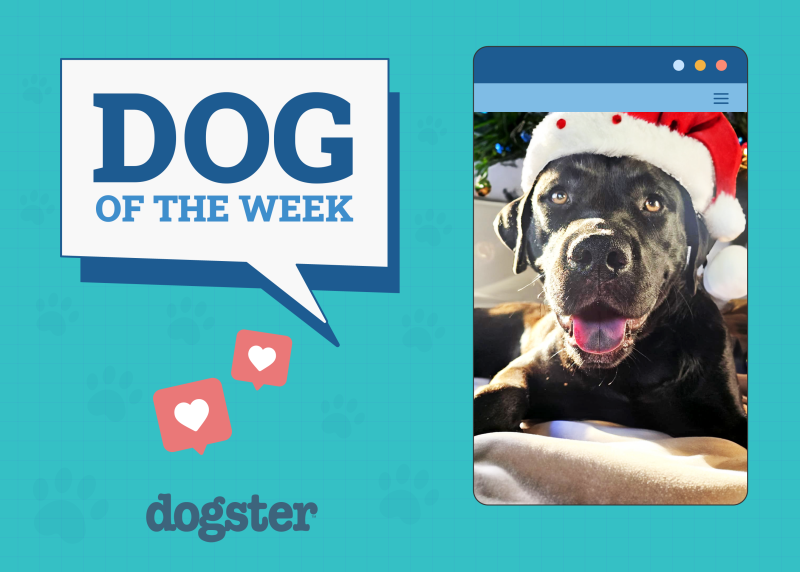 Dogster Photo Contest: Dogs of the Week Winners (January 15, 2026)