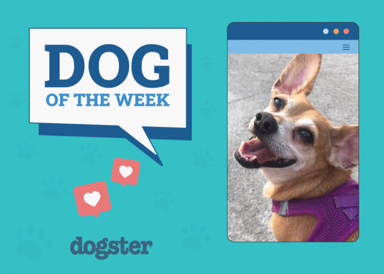 Dogster Photo Contest: Dogs of the Week Winners (January 8, 2026)