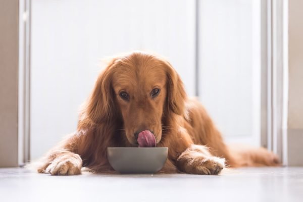 Bug-Based Dog Food: Safe, Healthy, or Just Weird?