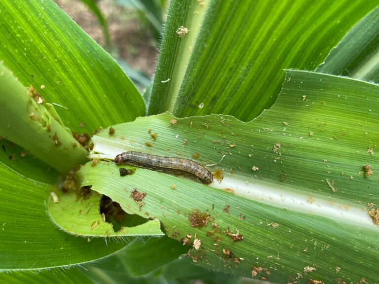 Exclusive: Provivi, Syngenta strike major Brazil deal on pheromone pest control