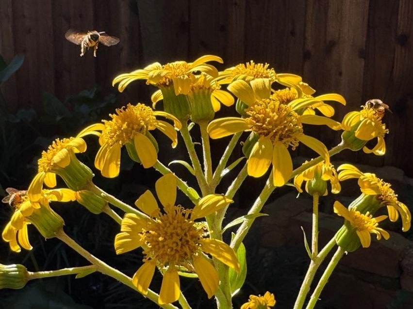 Winter Foraging for Honeybees