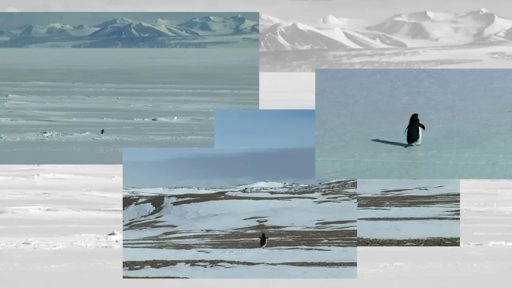 Why ‘nihilist penguin’ is the mood of the moment