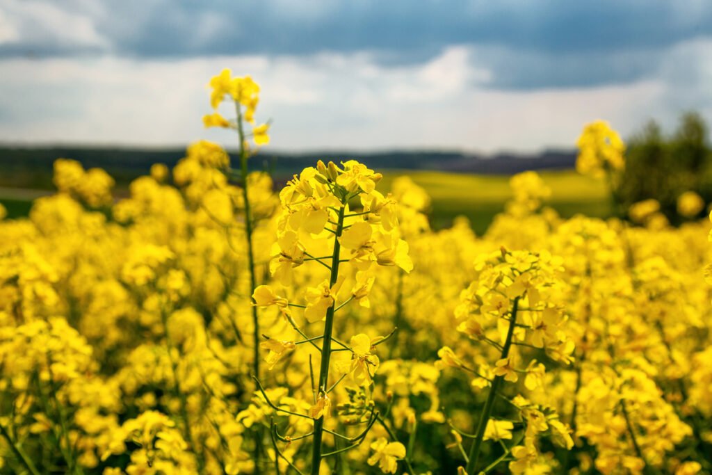 Exclusive: Biographica raises $9.5m for AI-driven crop design, unveils partnership with BASF