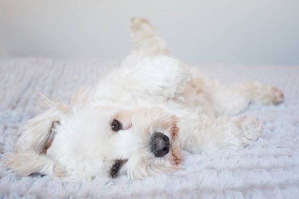 Dog Stomach Noises: When Gurgling Means Trouble