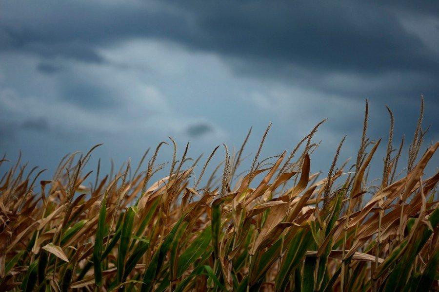 The secret to lowering food prices? Renewable fuels.
