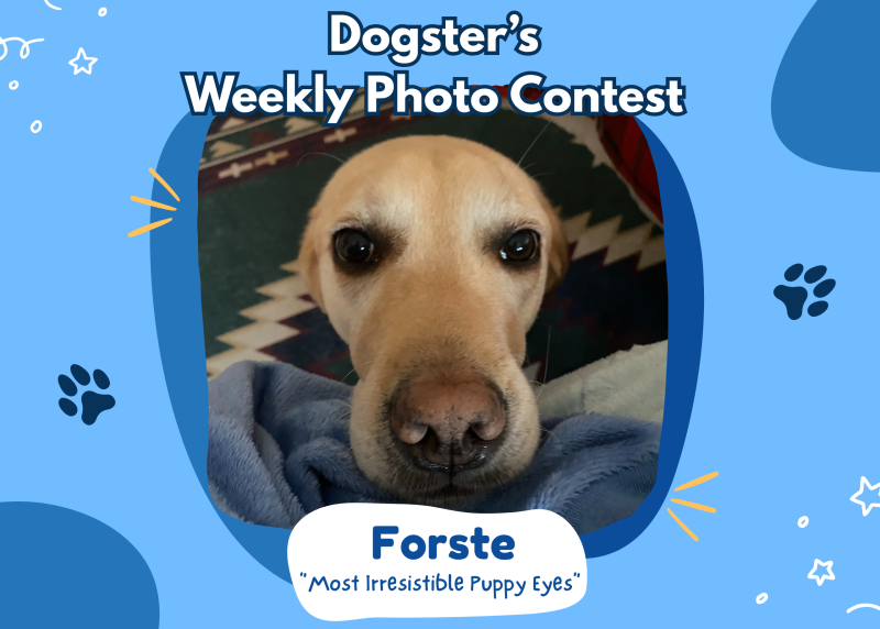 Dogster’s Weekly Photo Contest Winners: The Most Irresistible Puppy Eyes (February 12, 2026)