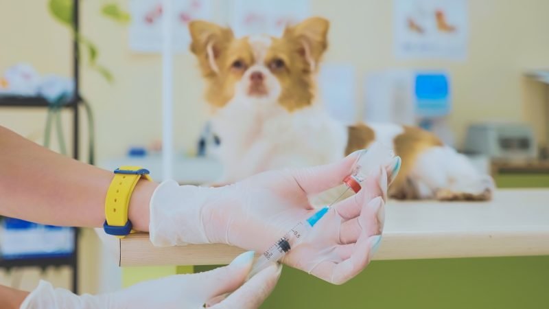 EXCLUSIVE EXPOSÉ: New Treatment for Canine Allergic and Atopic Dermatitis – But Who Really Benefits?