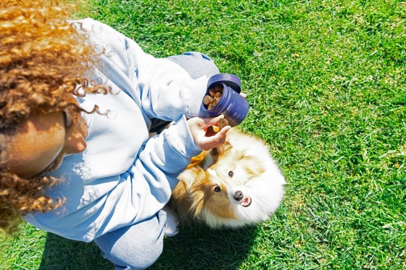 Guide to Probiotics for Dogs: What They Do & How to Choose