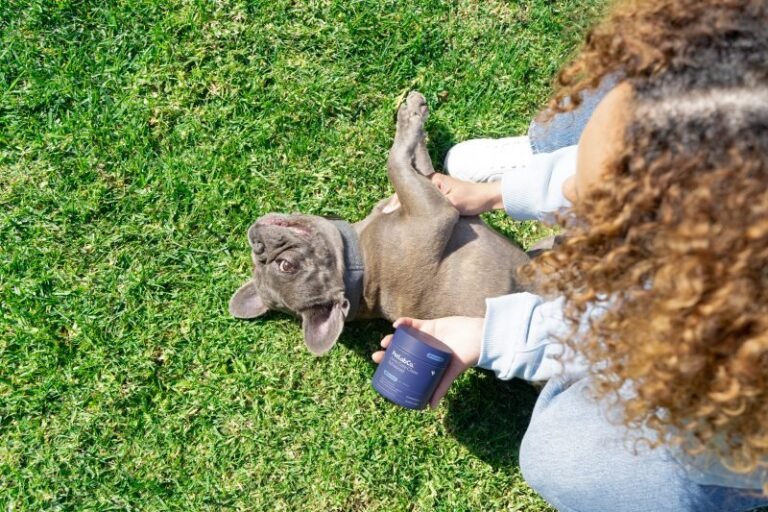 Hip & Joint Support for Dogs: What PetLabCo.’s New Joint Care Chew Advanced Offers