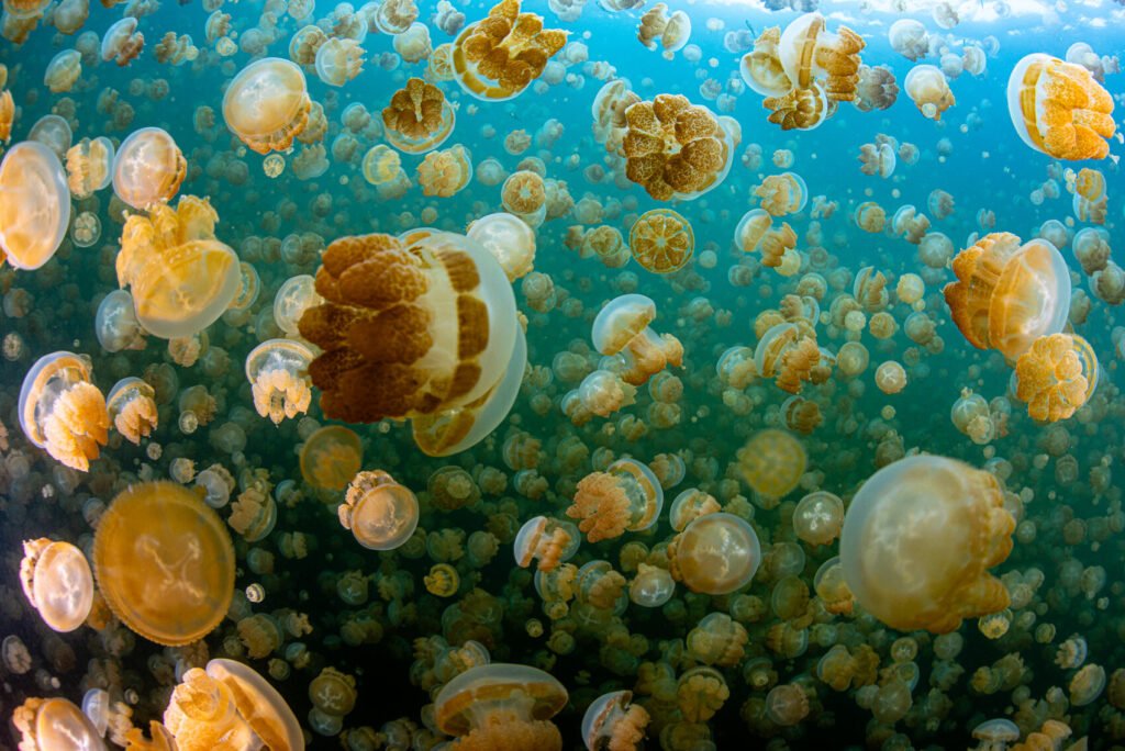 Jellyfish, drifts and giants: the very best things to do in Palau