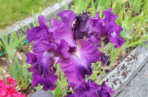 The Women Who Served – Exodus 38:8