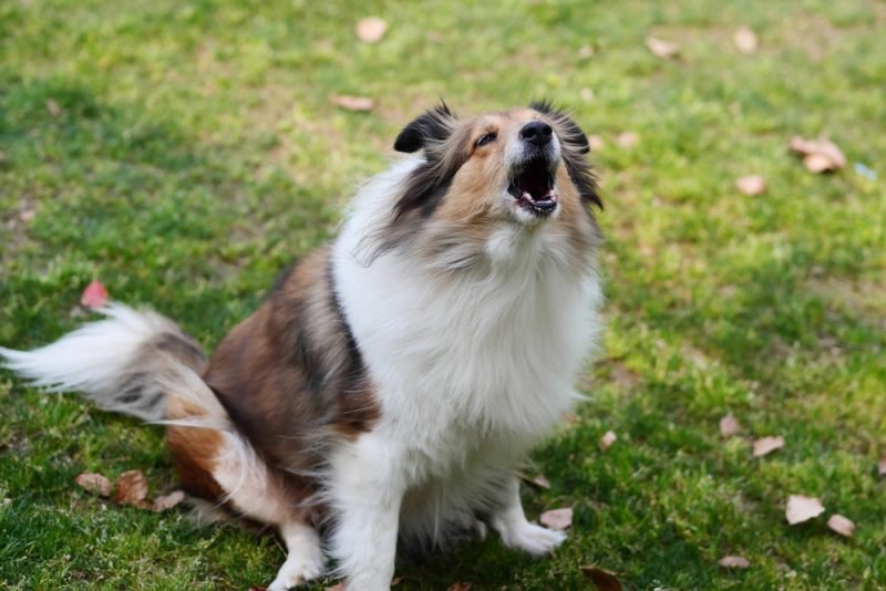 Stop Your Dog’s Excessive Barking: What Actually Works