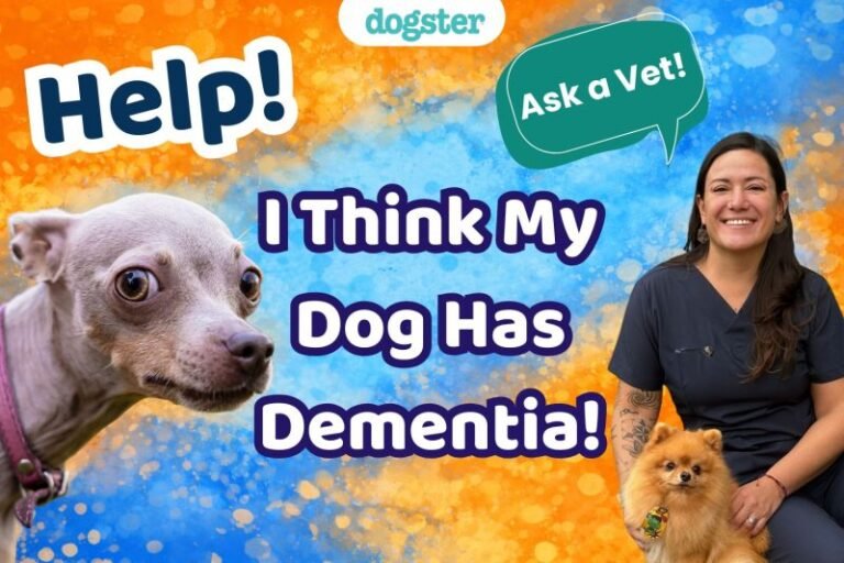 Ask Dr. Paola- Help! I Think My Dog Has Dementia! (February 9, 2026)