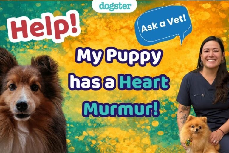 Ask Dr. Paola- Help! My Puppy Has a Heart Murmur! (February 16, 2026)
