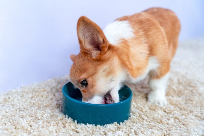 If Your Dog Eats Glass – Here’s What Happens Next
