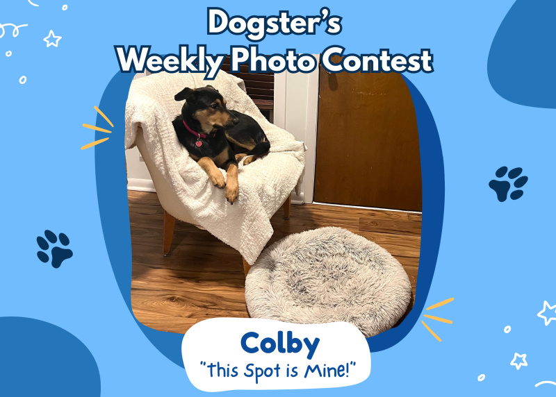 Dogster’s Weekly Photo Contest Winners: This Spot is Mine! (February 26, 2026)