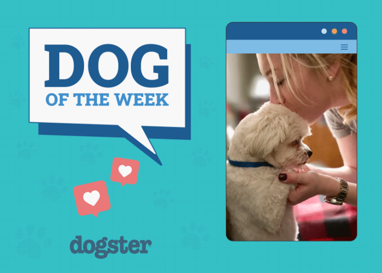 Dogster Photo Contest: Dogs of the Week Winners (February 5, 2026)