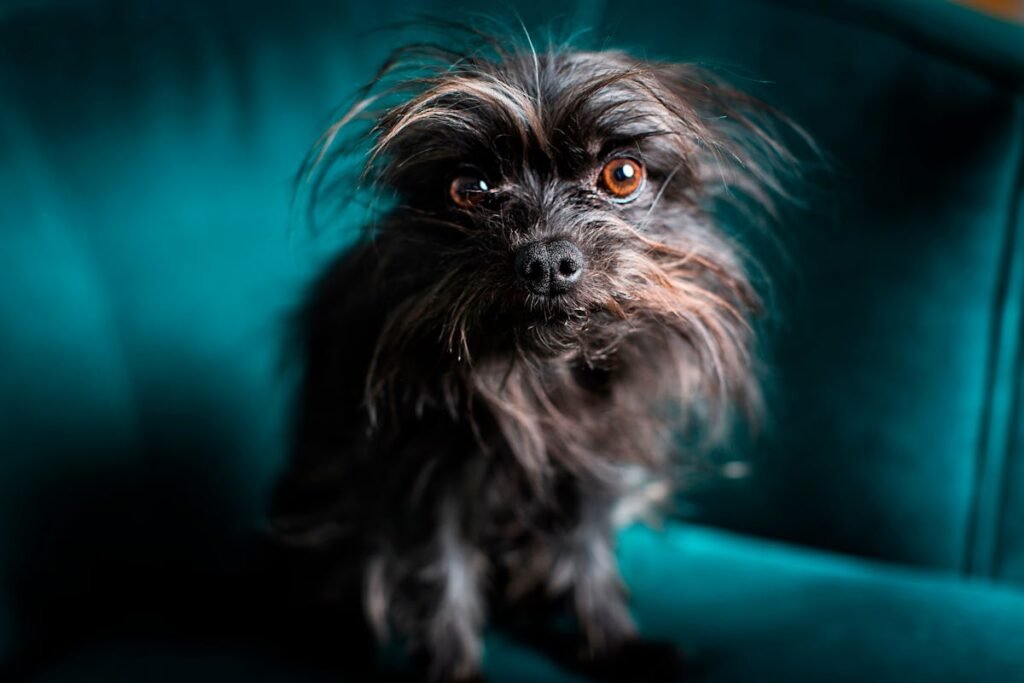 Does My Dog Need Anxiety Meds? Vets Share The Signs It's Time