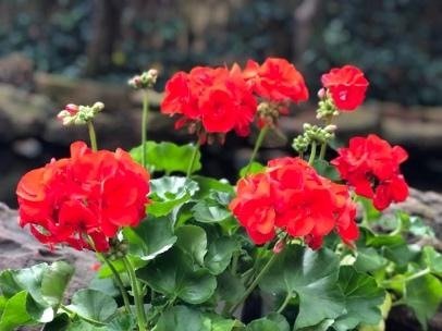 Patriotic Celebrations with a Big Splash of Red, White and Bloom!