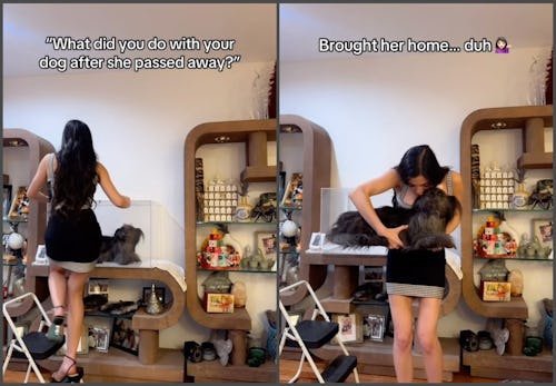 Pet Taxidermy Is Going Viral, But Experts Say It's Not New