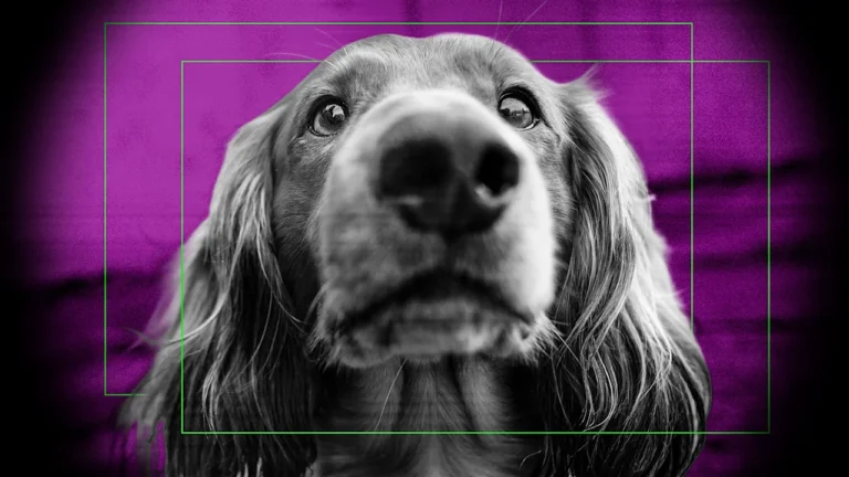 You don’t need Ring Search Party to find your lost dog. Privacy advocates and pet lovers say try this instead