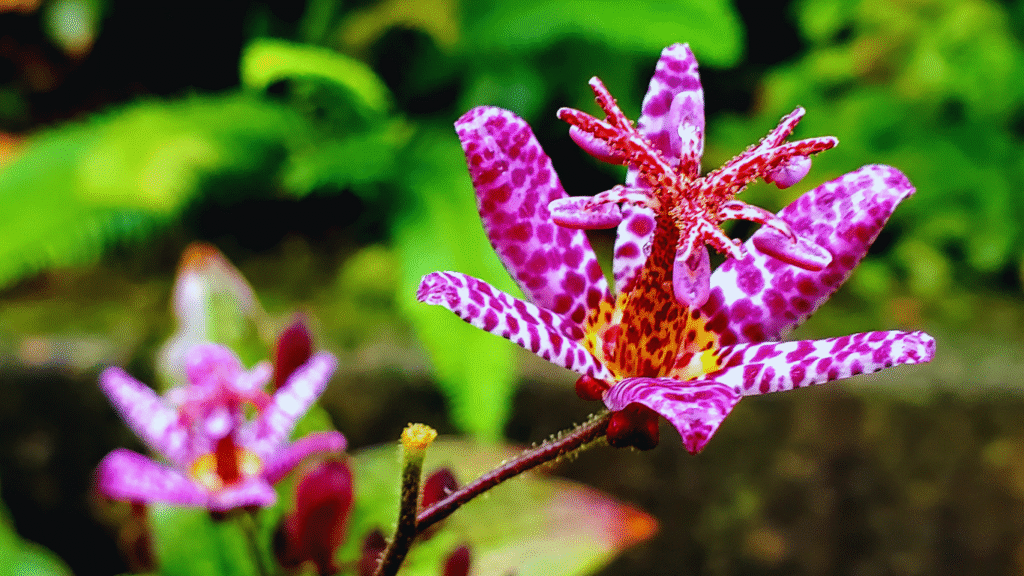 The Best Perennials for Long Island Gardens