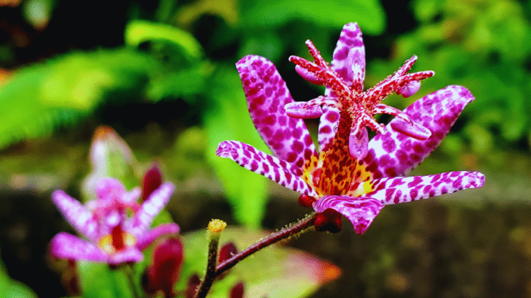 The Best Perennials for Long Island Gardens